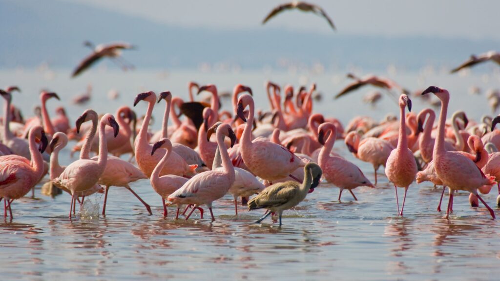 Best Kenya Safari Itinerary