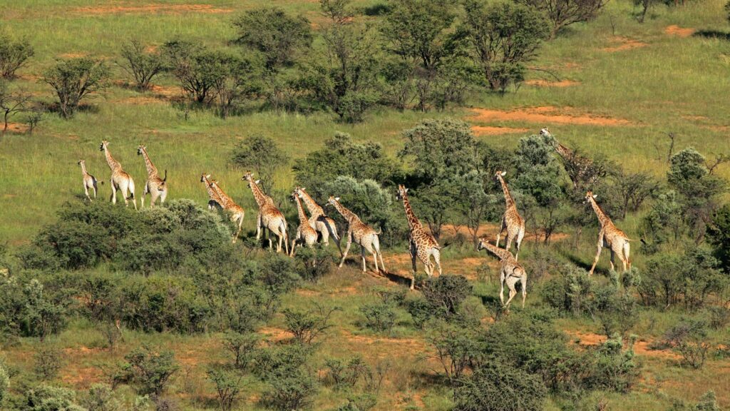 how to plan a Kenya safari