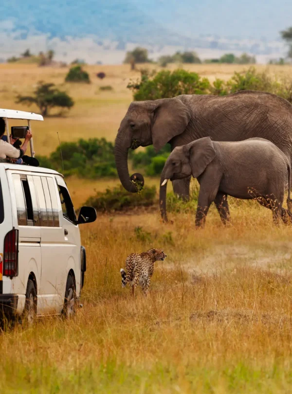 Game Drives / Safari