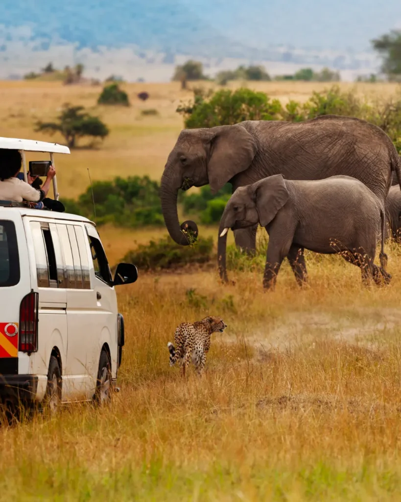 Game Drives / Safari