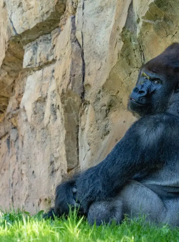 Gorilla & Primate Tracking