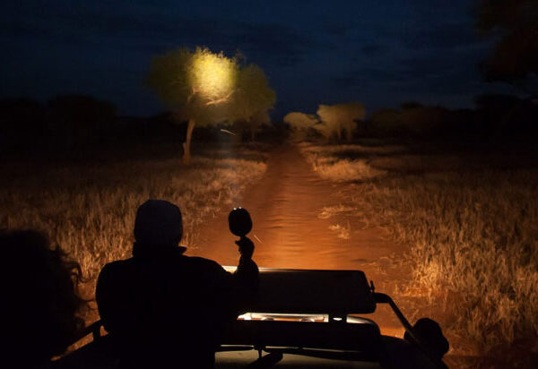 Night Game Drive
