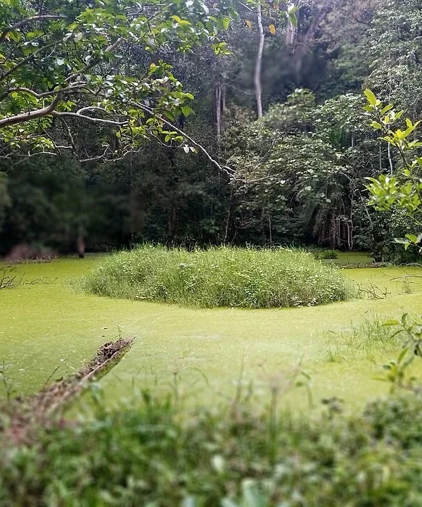 Kakamega Forest