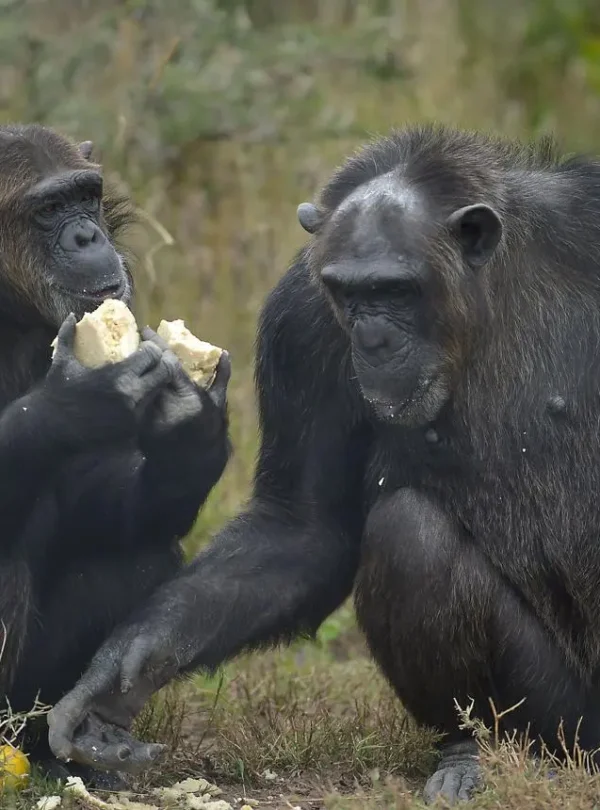 Ol--Pejeta Conservancy