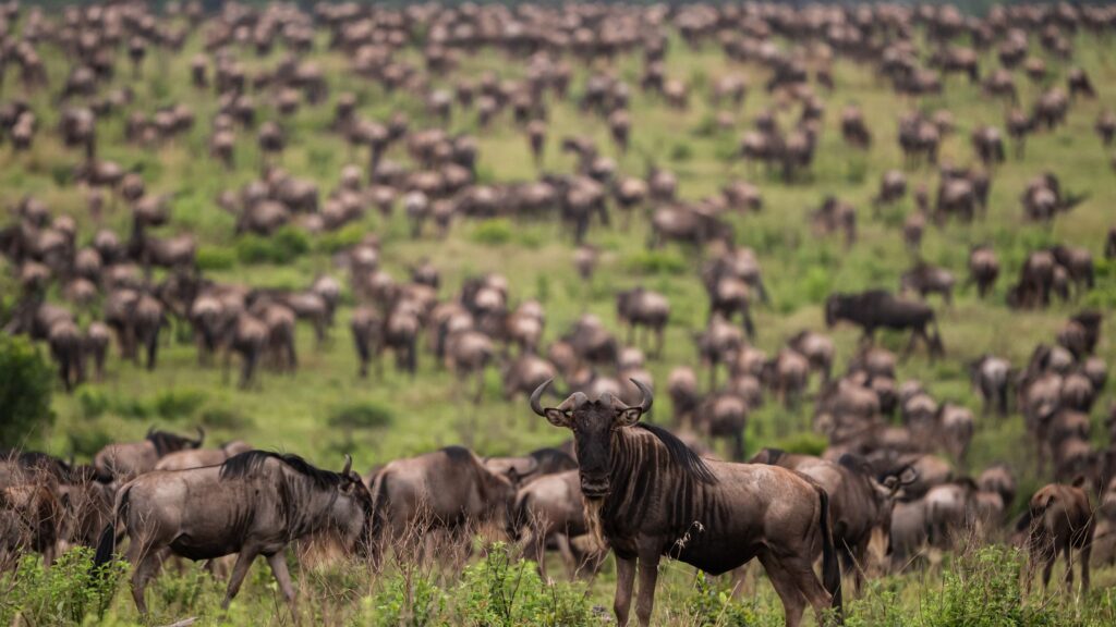 Wildebeests in Maasai Mara - Best Kenya Safari Itinerary