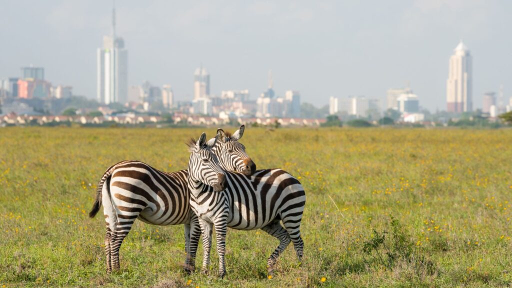 Kenya Safaris from Nairobi