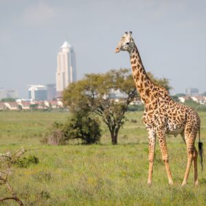 Kenya Safaris from Nairobi
