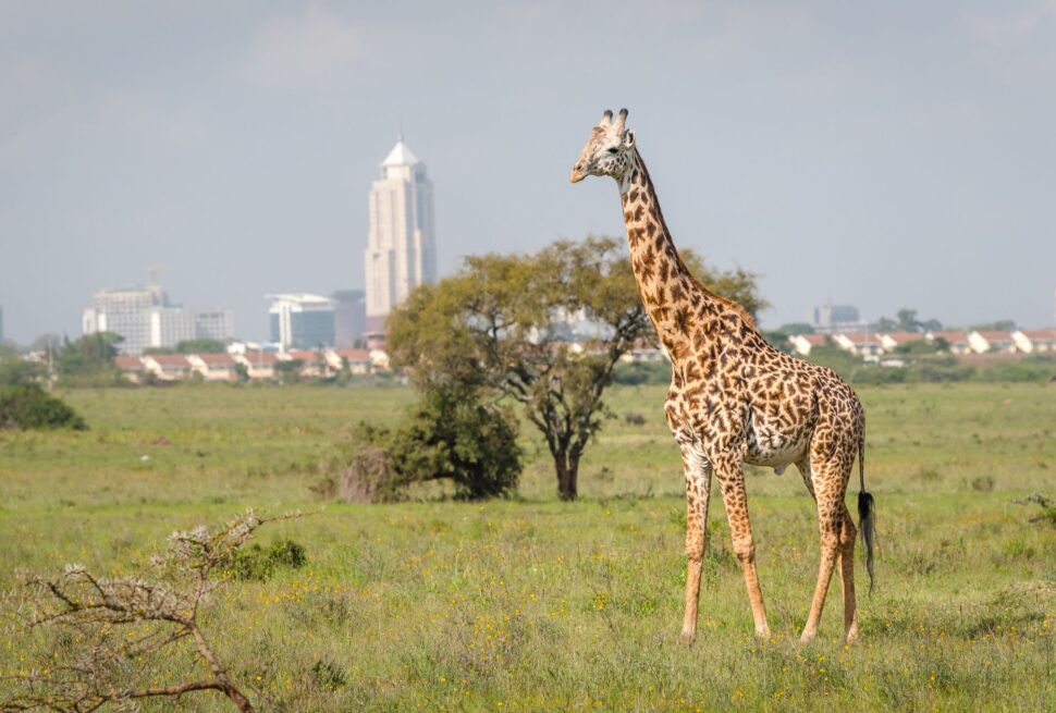 Kenya Safaris from Nairobi