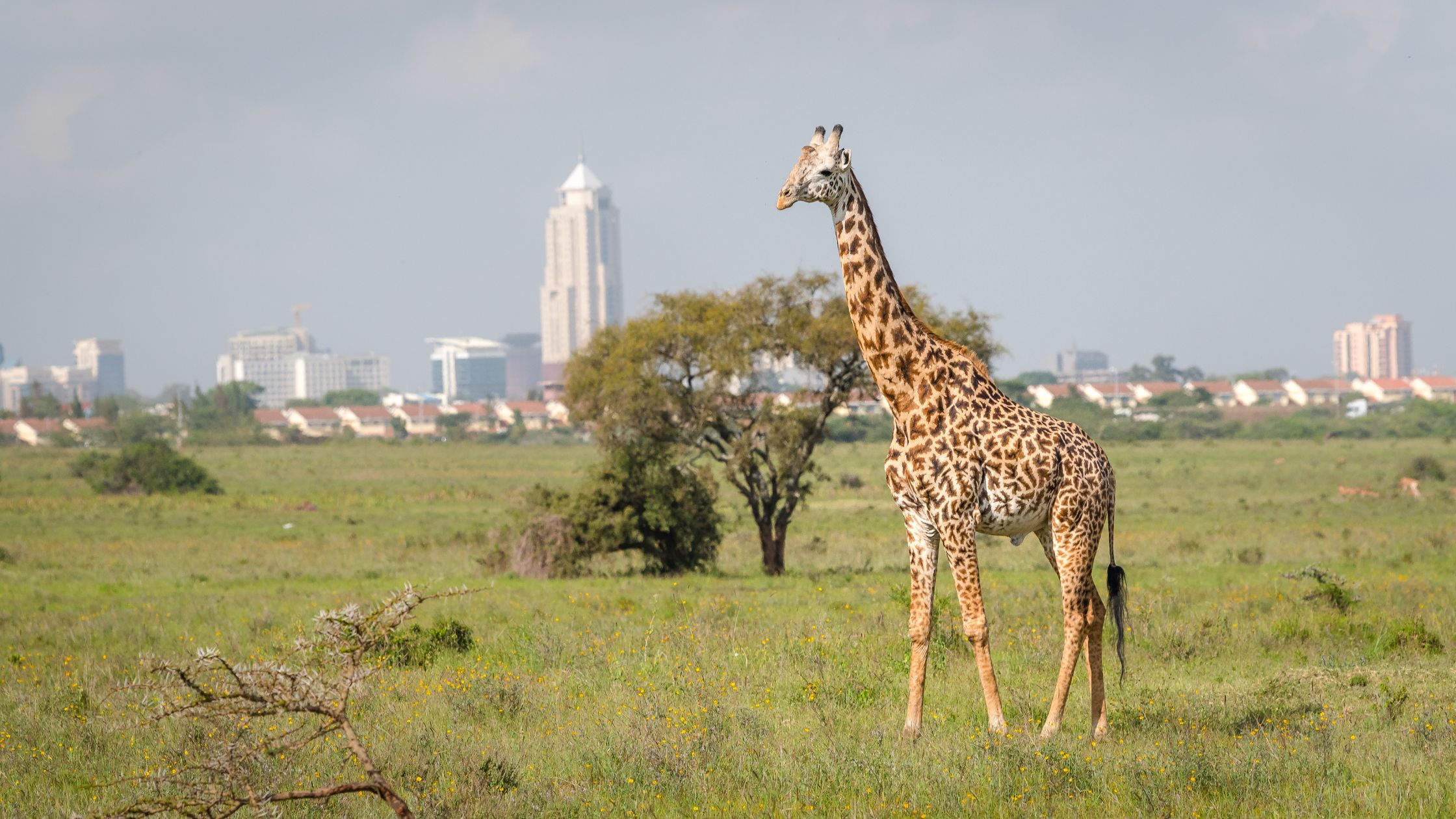 Kenya Safaris from Nairobi