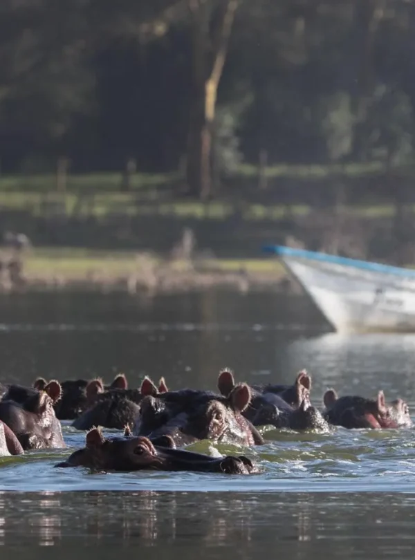 Lake Naivasha & Crescent Island