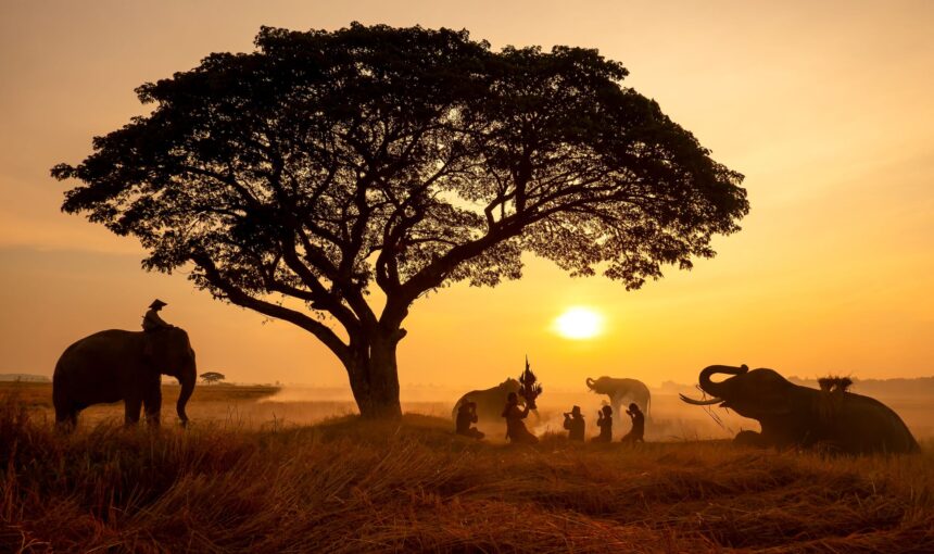 How to Plan a Kenya Safari: Complete First-Timer’s Guide